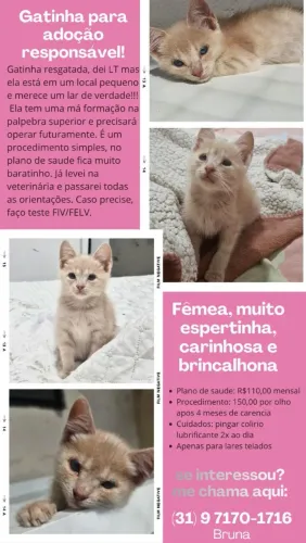 Gatinha para adoção responsavel 