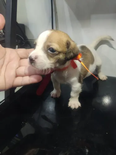 Lindos pinscher bom chihuahua