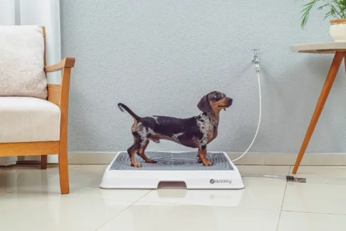 Banheiro inteligente para cachorro 