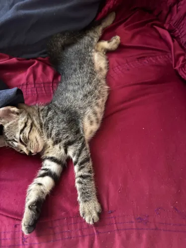 gatos para adoção