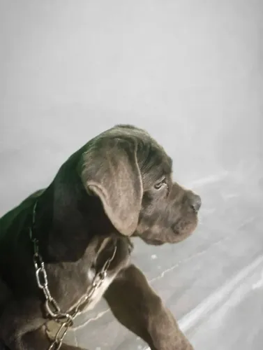 Fêmea Cane Corso - 4 meses