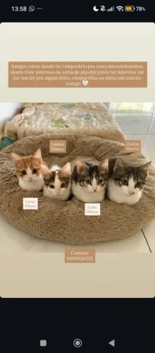 Gatos filhotes adoção 