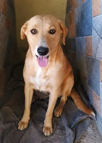 Cadela para adoção responsável