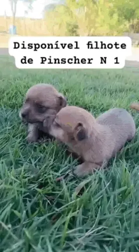 Filhote de Pinscher
