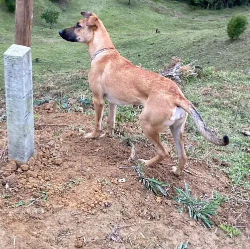 DOAÇÃO RESPONSÁVEL - CACHORRA MISTURA DE PASTOR BELGA MALINOIS 