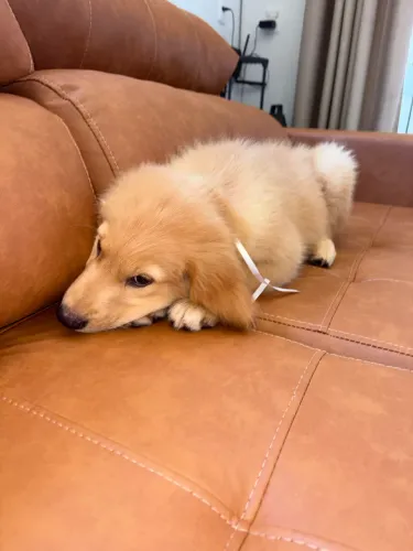 Golden retriever