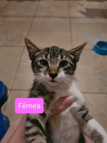 DOA-SE GATOS (3 meses)