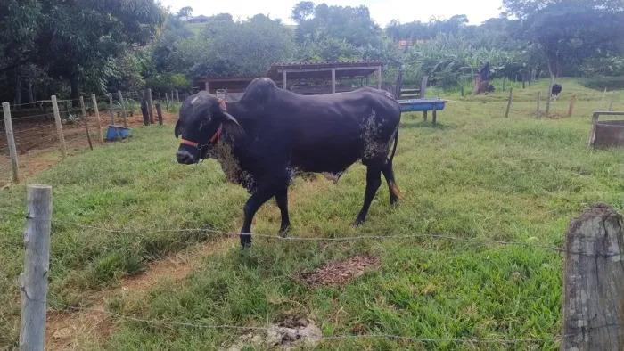Vende se boi gir manso e novo