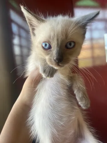 Doação de gatinhos 