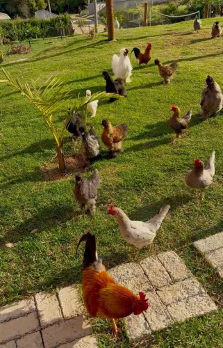 Vendo Garnize, Galo e Galinha Sedosa