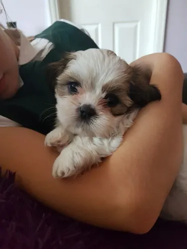 Shih Tzu Filhotinho que combina com qualquer família