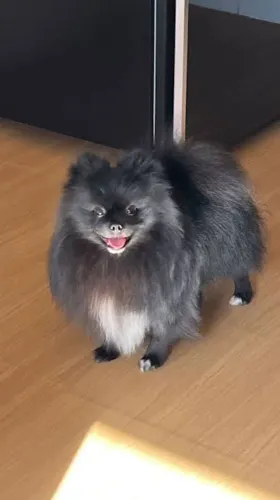 Lulu da Pomerânia anã. Macinho. Com Pedigree 