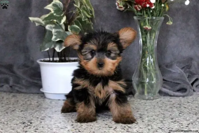 Yorkshire Terrier,Yorkshire Terrier Filhote Pronto Para Novo Lar