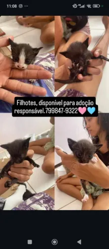 Filhote de gatinhos