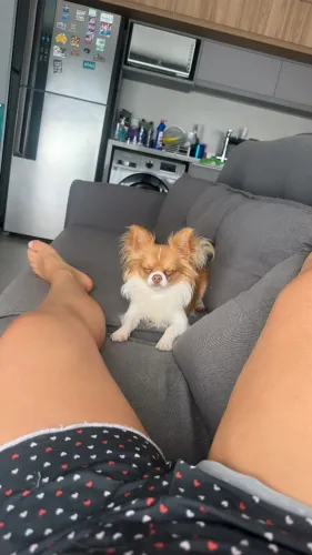 cachorro pra cruzar 