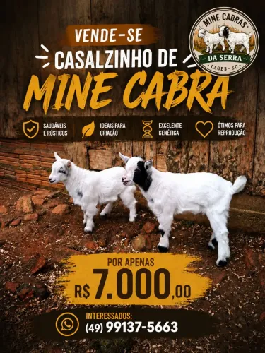 Vendo Casal de mine cabra