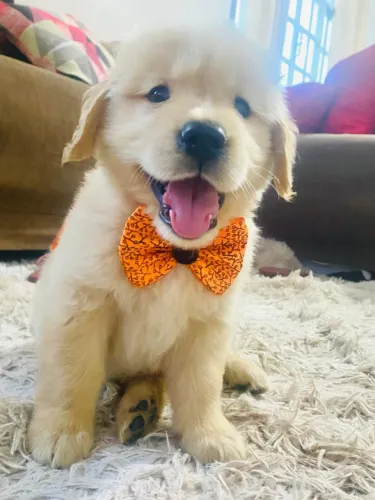 Filhotes de Golden Retriever  disponíveis para reserva 