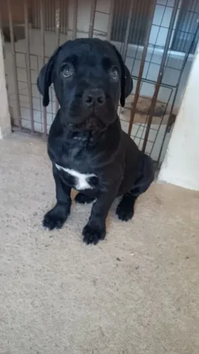 Cane corso 