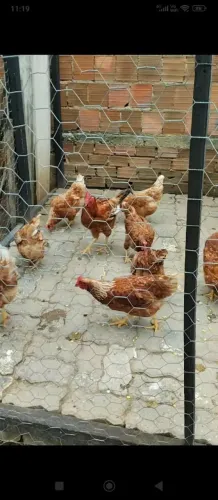 Animal 