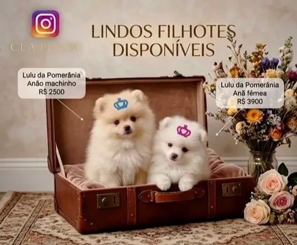 Lulu da Pomerânia anões