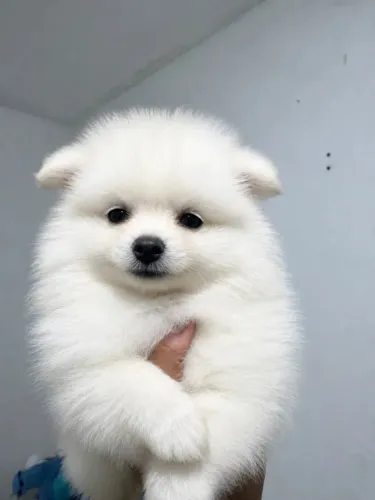 Spitz alemão.Seu cachorrinho dos sonhos está aqui