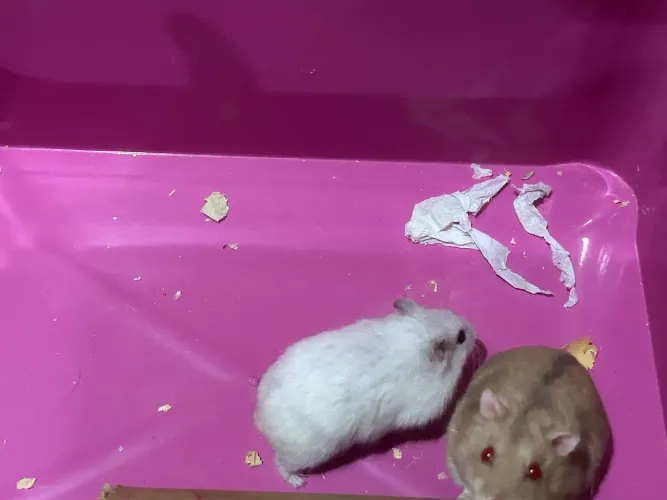Hamster Anão Russo Matrizes 