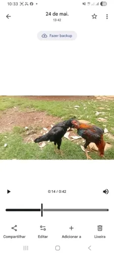 Galo índio