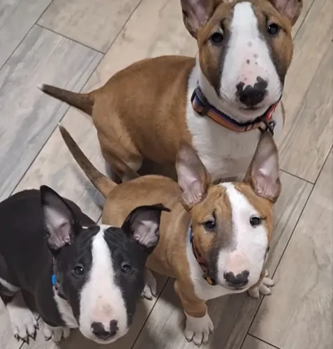 Bull Terrier - Carinho no Olhar