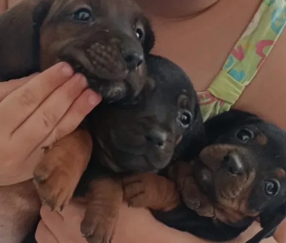 Filhotes de bassets Machos