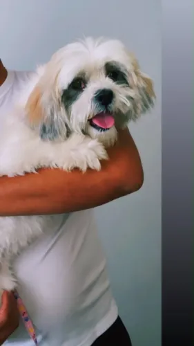 Adoção responsável Shih Tzu