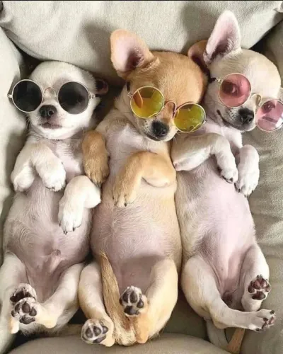 Chihuahua Carinho que inspira confiança