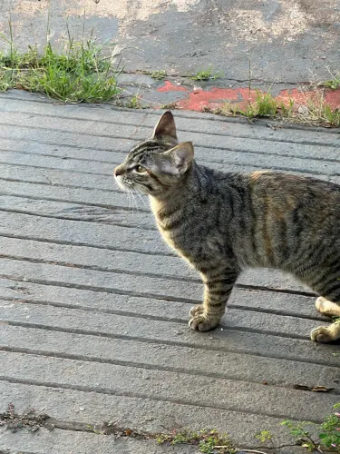 Gata aprox 3 meses