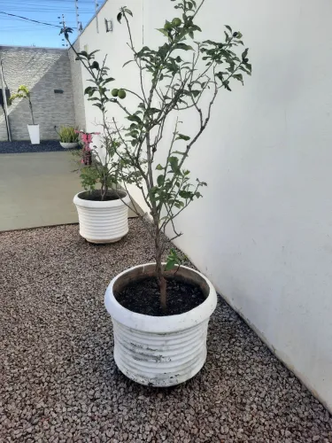 Vaso planta de acerola, laranja, amora, tangerina...Cada vaso 100,00
