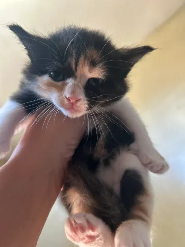 Adoção de gatos