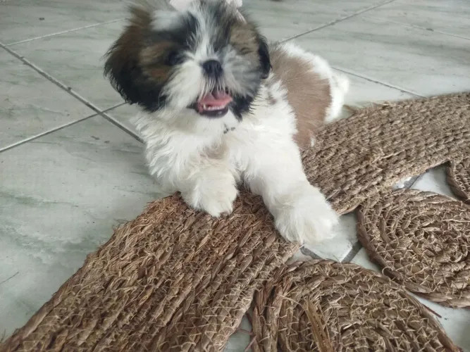 Cachorro da raça shih Tzu original