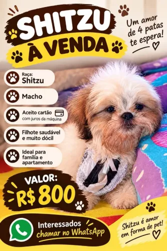 Cachorro macho Shih-tzu