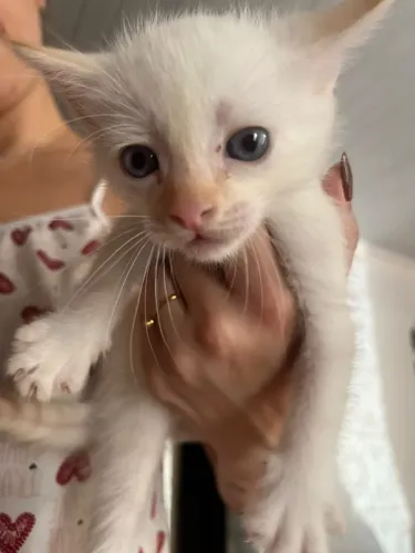 Doa-se 2 gatos 