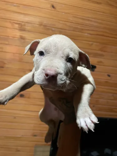 Filhotes de pit monster (brazilian bull) 