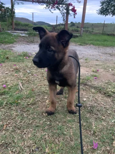 Filhote de Pastor Belga Malinois - Fêmea 