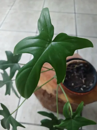 Planta Philodendron Florida Green