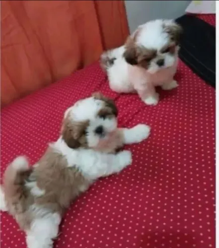 Filhotes de shihtzu porte pequeno