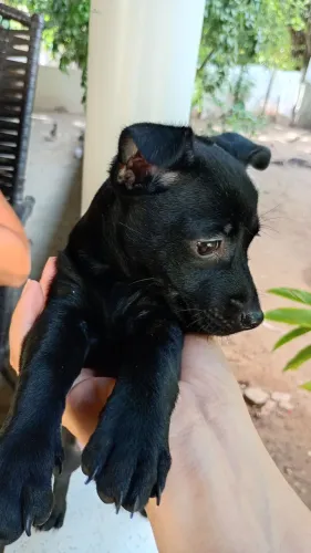 Filhote pinscher 2 fêmea