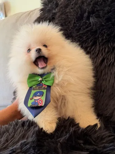 Lulu da Pomerânia (Spitz)