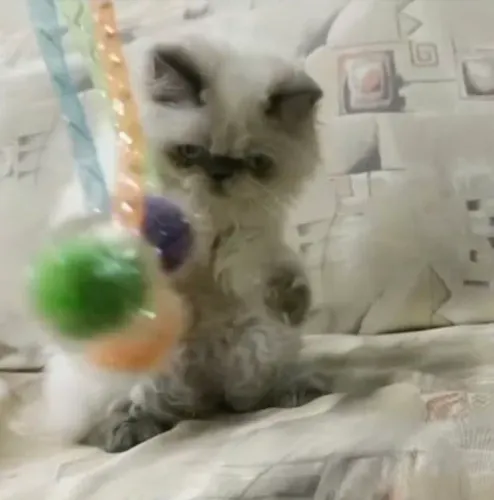 Gato persa himalaio BLUE point, pelagem linda 