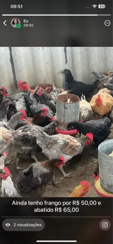 Frango caipira (R$10 para abater)