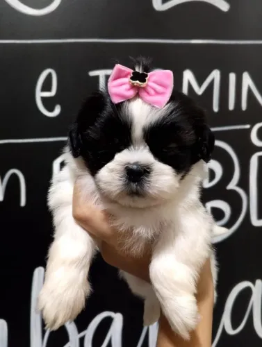 Shih Tzu conquistando corações todos os dias