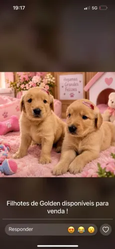 Filhotes golden retriver
