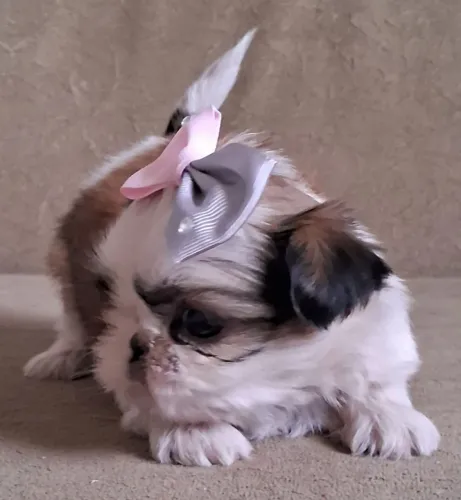 SHIH TZU FÊMEAS