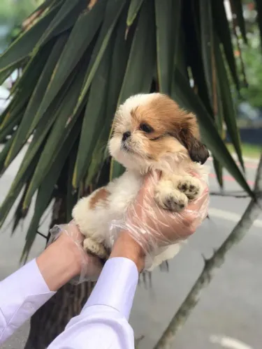 Shih Tzu com garantia contratual e suporte pós-venda ? pague em 12x sem juros