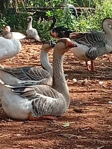Aves: Gansos, sedosas, codornas, Galinha Angola